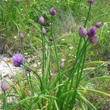 Цибуля або шніт-цибуля (Allium schoenoprasum)