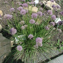 Цибуля гранчаста (Allium angulosum)
