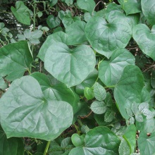 Лунонасінник даурський (Menispermum dauricum)
