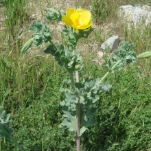 Мачок або Глауціум жовтий (Glaucium flavum)