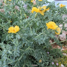 Мачок або Глауціум жовтий (Glaucium flavum)