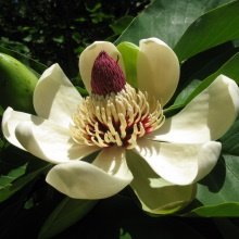 Магнолія зворотнояйцеподібна (Magnolia obovata)