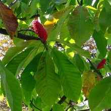 Магнолія зворотнояйцеподібна (Magnolia obovata)