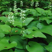 Майник дволистий (Maianthemum bifolium)