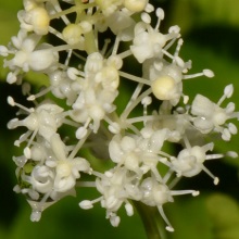 Майник дволистий (Maianthemum bifolium)