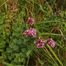 Майоран садовий (Origanum majorana, Majorana hortensis)