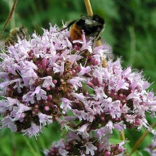 Майоран садовий (Origanum majorana, Majorana hortensis)