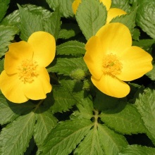 Мак лісовий (Hylomecon vernalis)