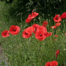 Мак-самосійка (Papaver rhoeas)