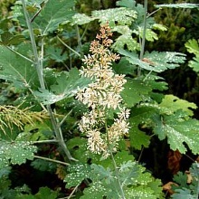 Маклея дрібноплідна (Macleaya microcarpa)