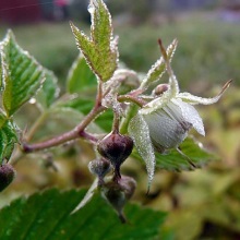 Малина звичайна (Rubus idaeus)