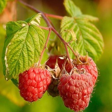 Малина звичайна (Rubus idaeus)