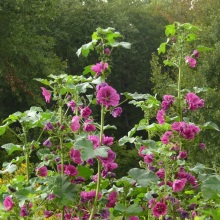 Мальва лісова (Malva sylvestris)