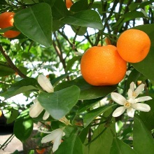 Мандарин (Citrus unshiu)