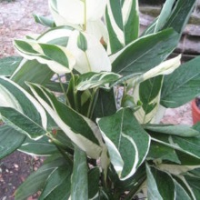 Маранта очеретяна (Maranta arundinacea)