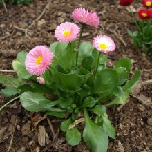 Маргаритка багаторічна (Bellis perennis)