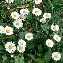 Маргаритка багаторічна (Bellis perennis)