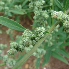 Марь біла або звичайна (Chenopodium album)