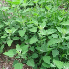 Марь біла або звичайна (Chenopodium album)