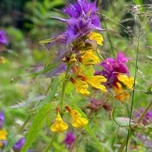 Марьянник гребенчатый (Melampyrum cristatum)