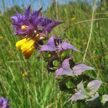 Марьянник гребенчатый (Melampyrum cristatum)