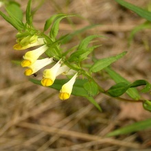 Марьянник луговий (Melampyrum pratense)