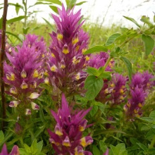 Мар'янник польовий (Melampyrum arvense)