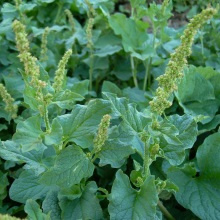 Марь цельнолистная (Chenopodium bonus henricus)