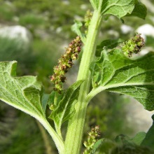 Марь цельнолистная (Chenopodium bonus henricus)