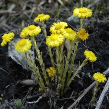 Мати-і-мачуха звичайна (Tussilago farfara)