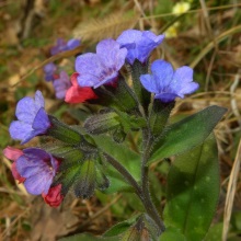 Медунка лікарська (Pulmonaria officinalis).
