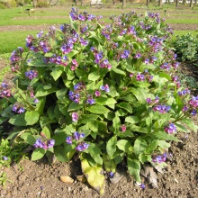 Медунка лікарська (Pulmonaria officinalis).