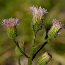 Дрібний пелюстник їдкий (Erigeron acris
