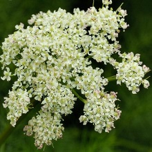 Меум атамантовий або голий (Meum athamanticum)