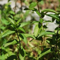 М'ята перцева (Mentha piperita)
