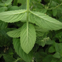 М'ята довголистова (Mentha longifolia)