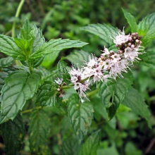М'ята колосиста або садова (Mentha spicata)