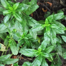 М'ята колосиста або садова (Mentha spicata)