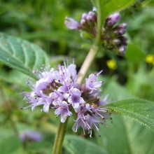 М'ята польова (Mentha arvensis)