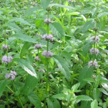 М'ята польова (Mentha arvensis)