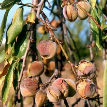 Мигдаль звичайний (Prunus dulcis)