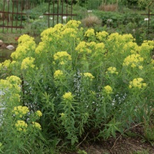 Молочай болотяний (Euphorbia palustris)