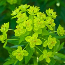 Молочай болотяний (Euphorbia palustris)