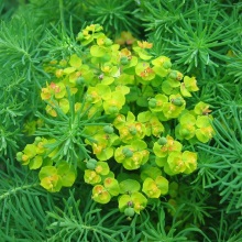 Молочай кипарисовий (Euphorbia cyparissias)