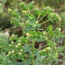 Молочай прутоподібний або лозний (Euphorbia virgata)