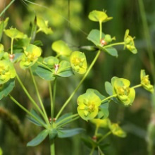 Молочай звичайний (Euphorbia esula)