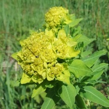 Молочай високий (Euphorbia procera)