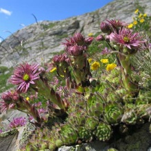 Молоділо покрівельне (Sempervivum tectorum)