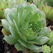Молоділо покрівельне (Sempervivum tectorum)