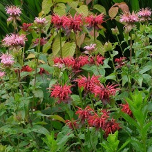 Монарда подвійна (Monarda didyma)